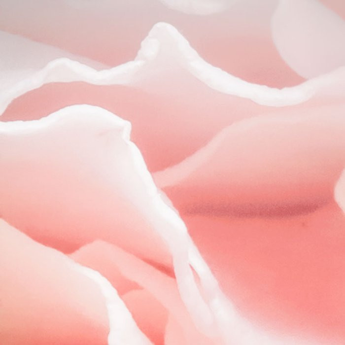 Spring Roses