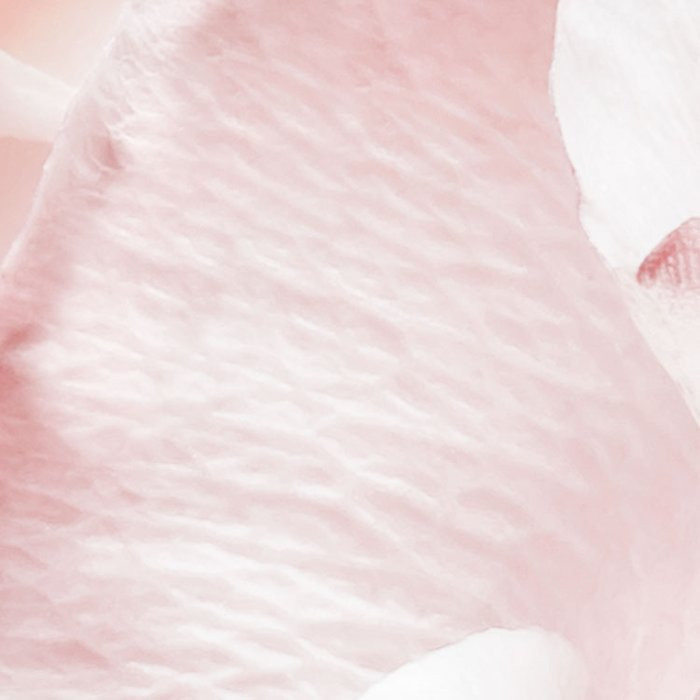Spring Roses