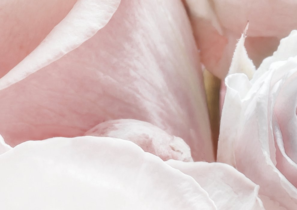 Spring Roses