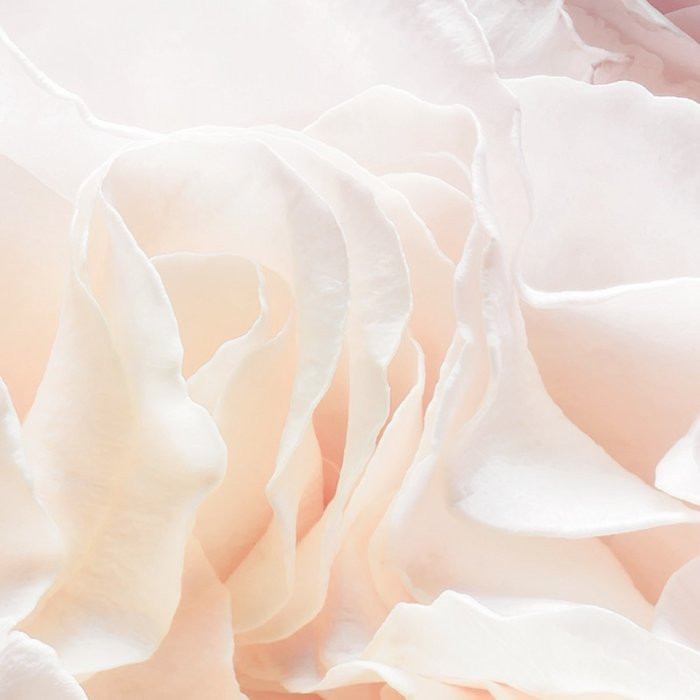 Spring Roses