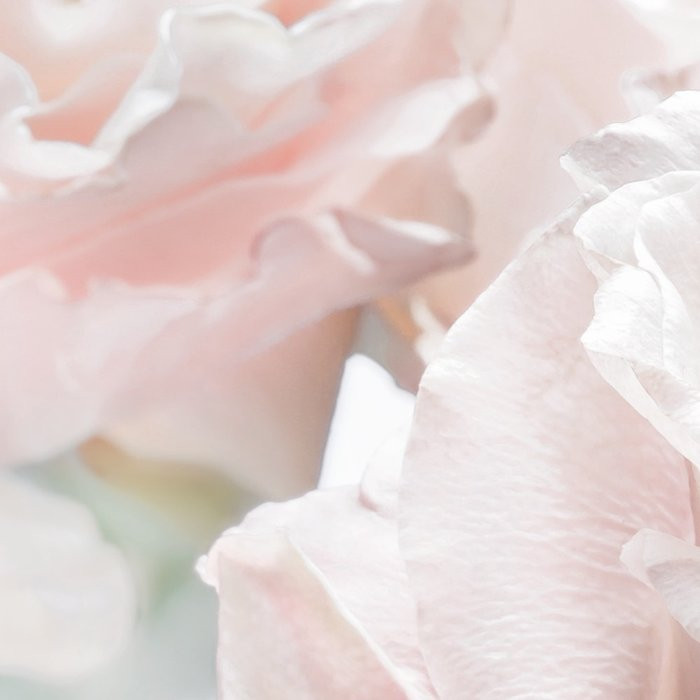 Spring Roses