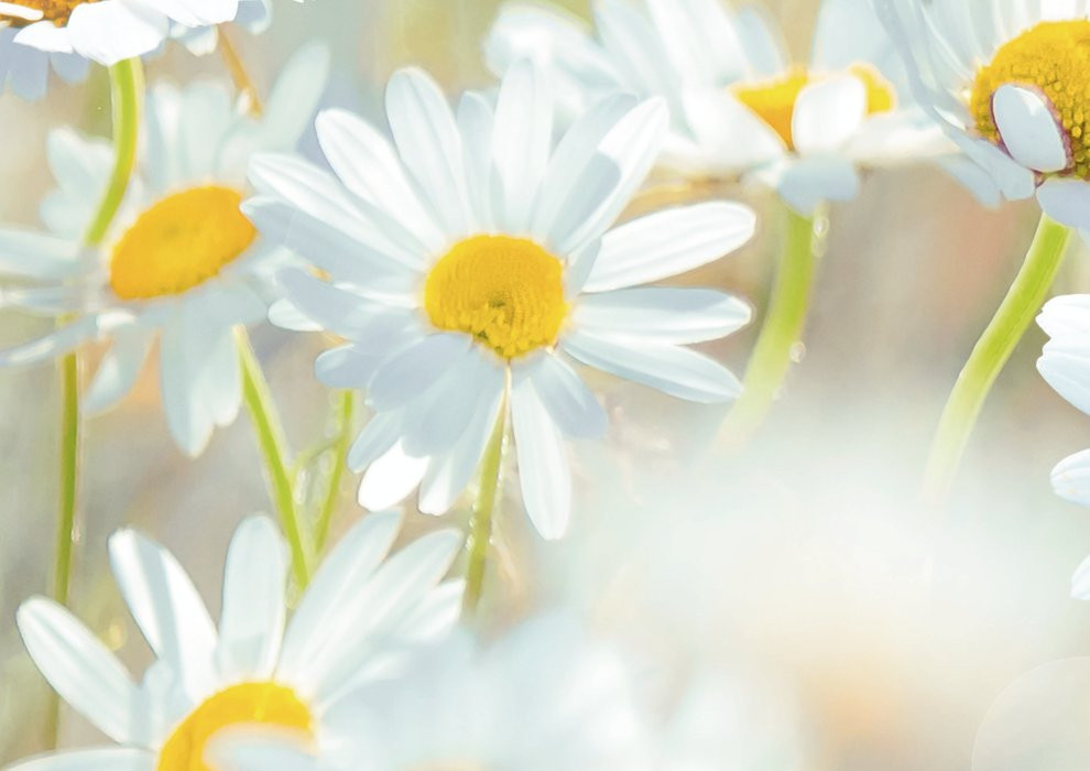 Daisies