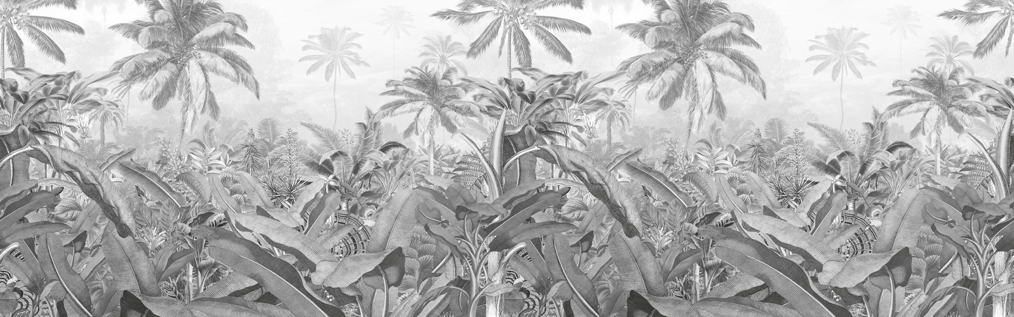 Amazonia Black and White