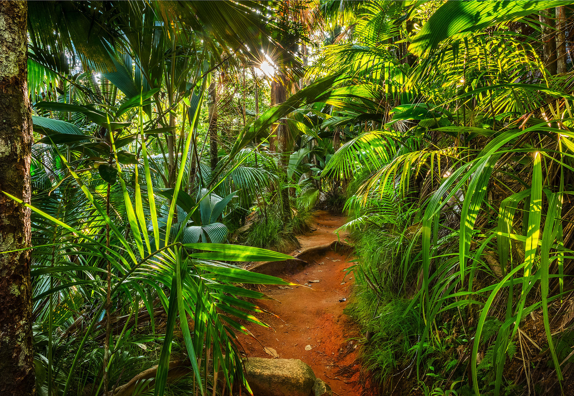 Jungle Trail