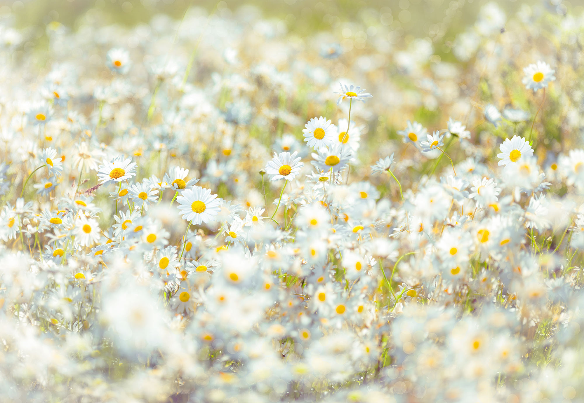 Daisies