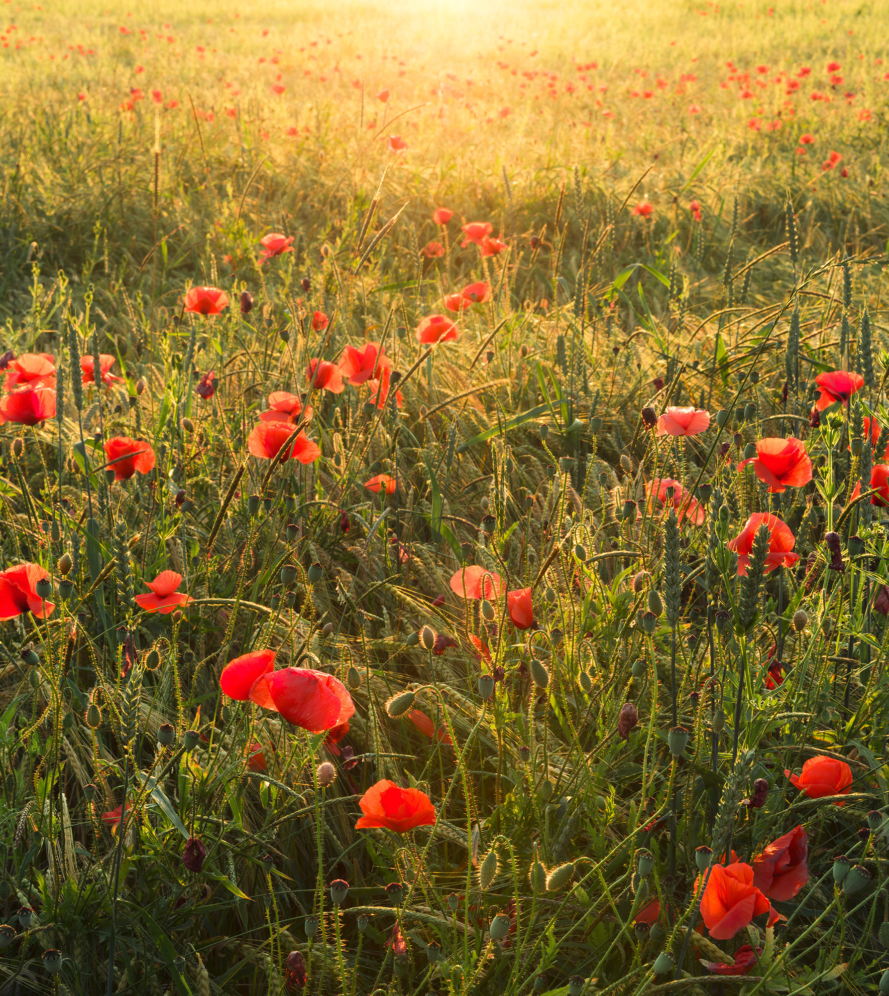 Poppy World I