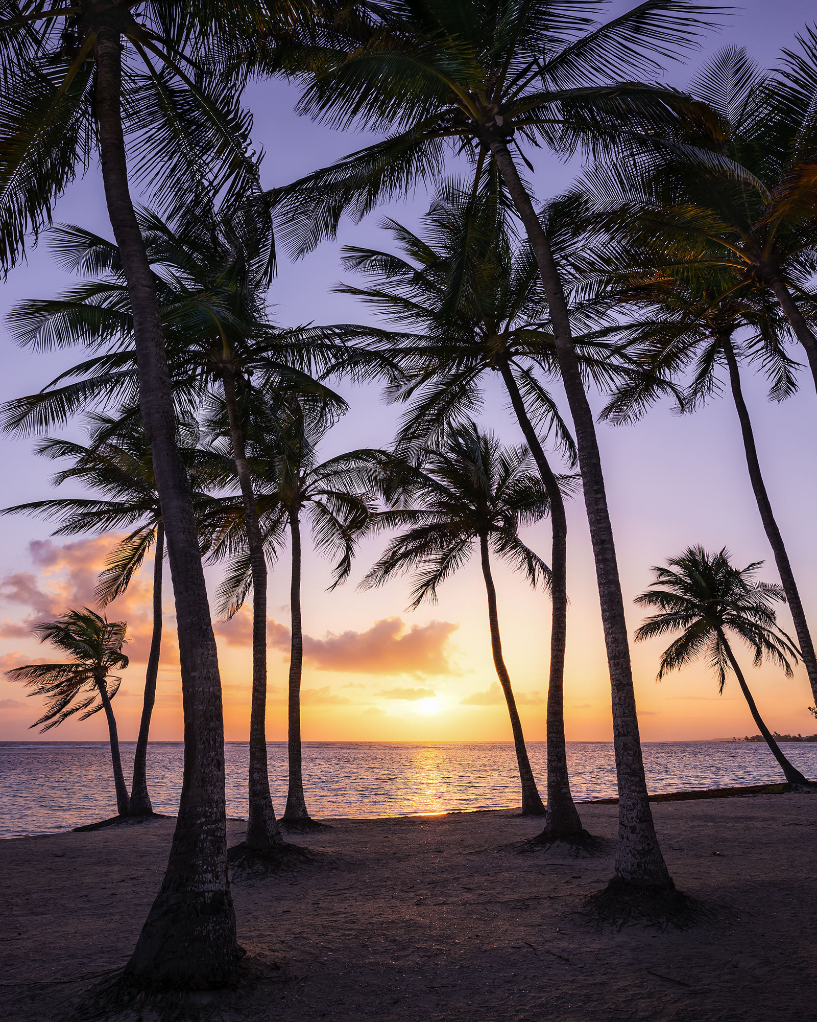 Palmtrees on Beach