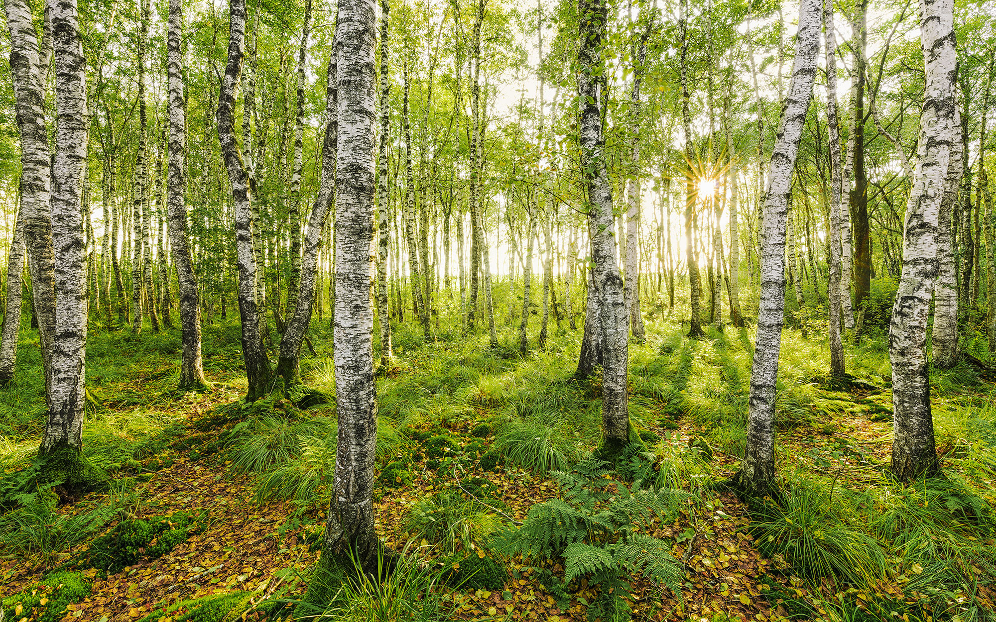 Birch Trees