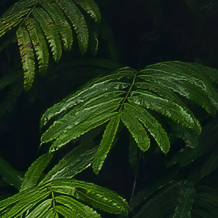 Oasis Verte