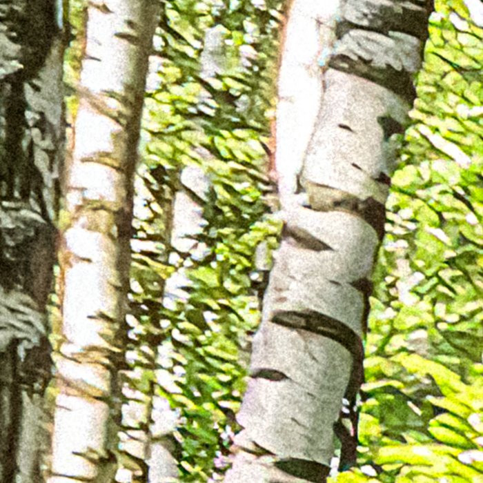 Forêt de Bouleaux