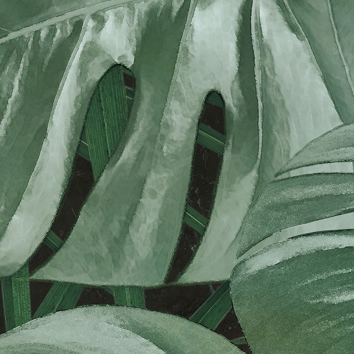 Novel Monstera