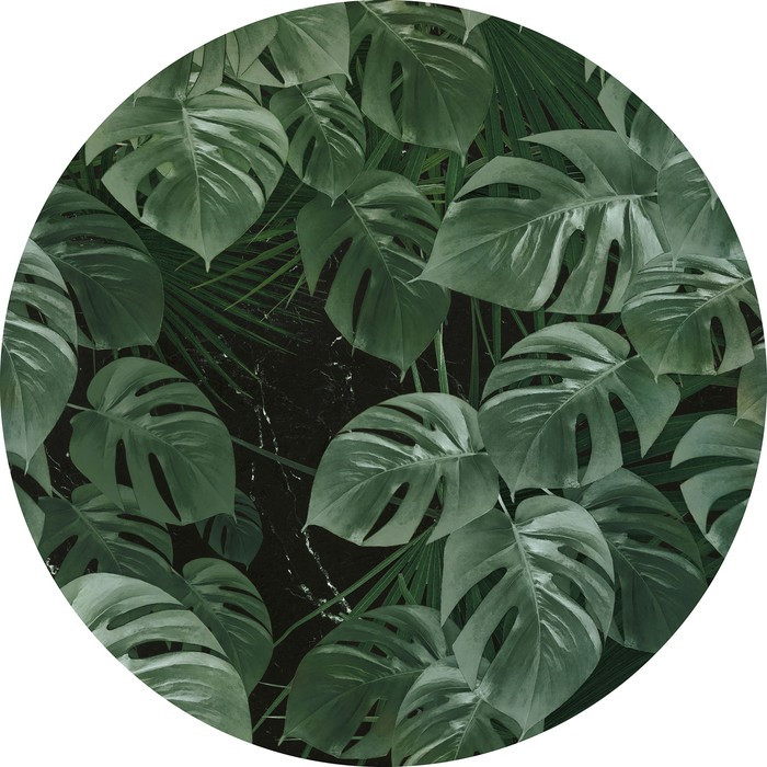 Novel Monstera