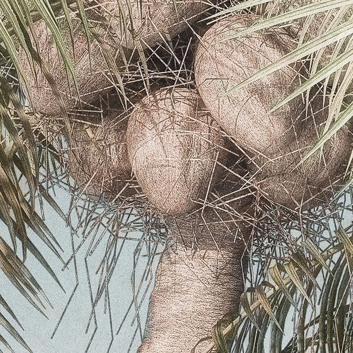 Hush