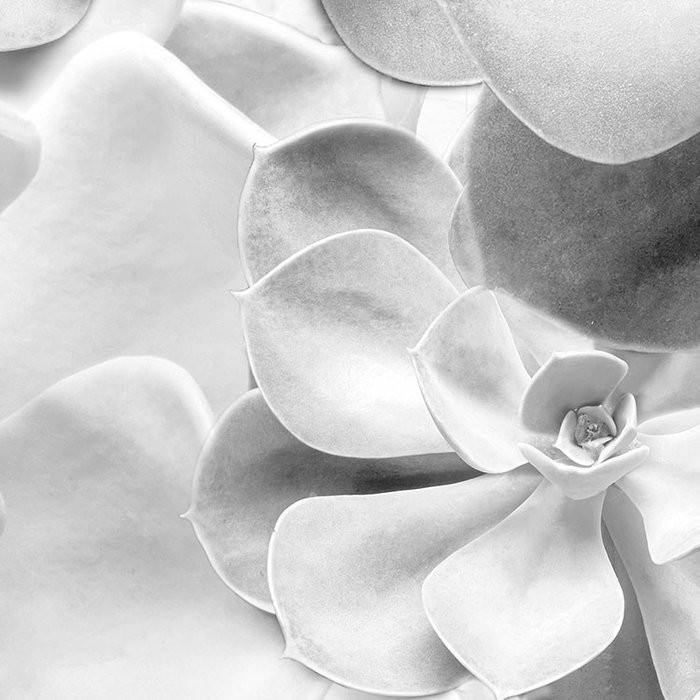 Echeveria