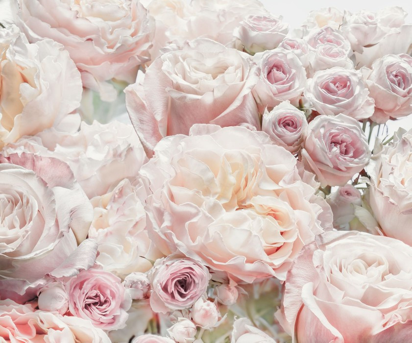 Märchenrosen