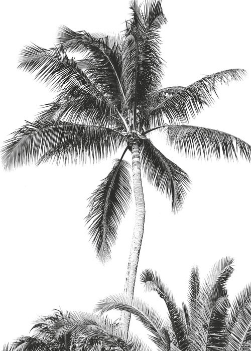 Retro Palm