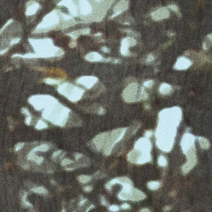 Whispering Woods