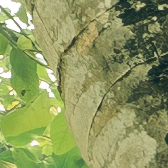 Climber Canopy