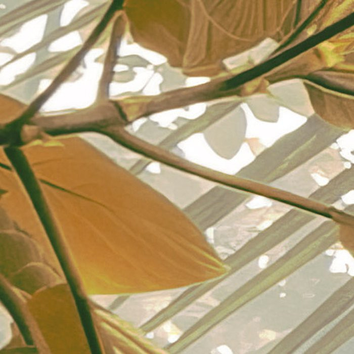 Palms Panorama