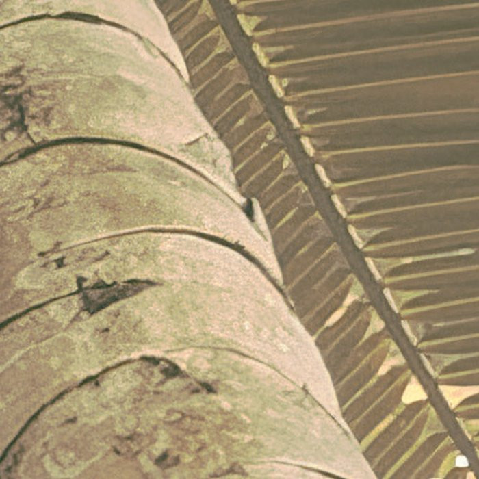 Palms Panorama