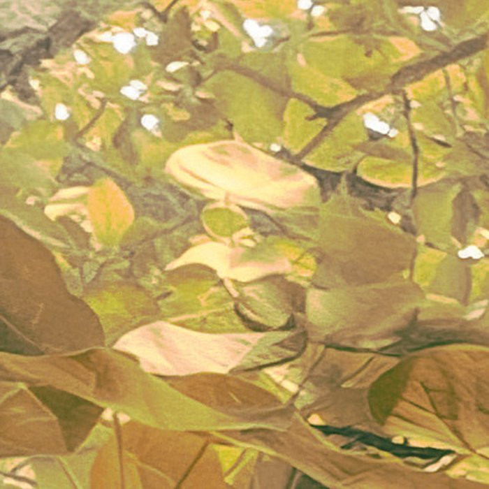 Palms Panorama