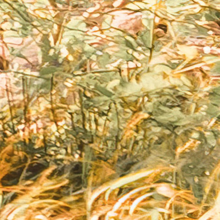 Bold Birch