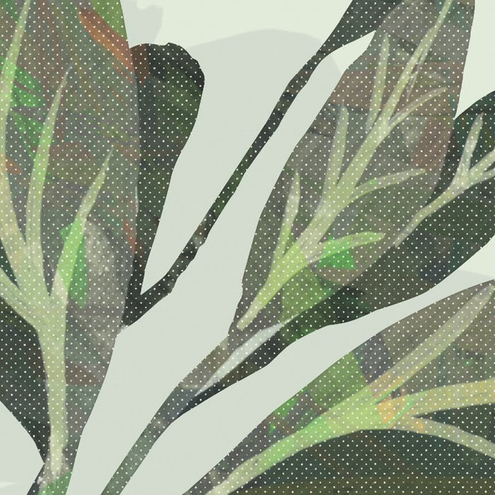 Hay Meadow