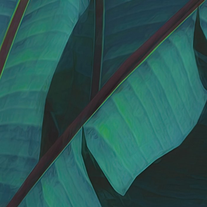 Jungle Morning
