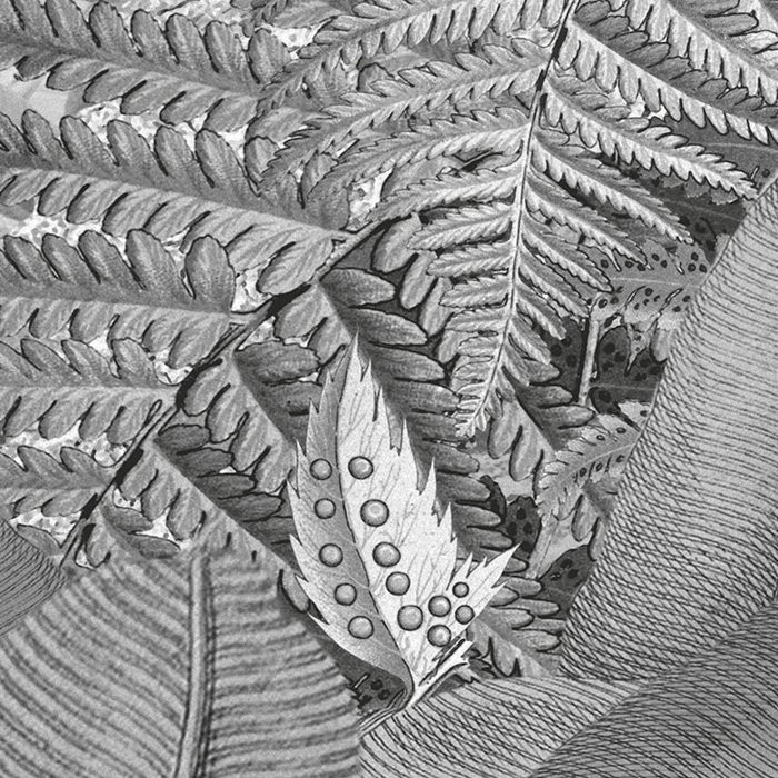 Amazonia Black and White