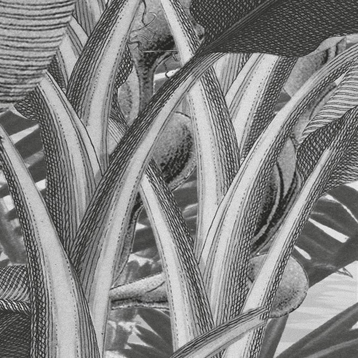 Amazonia Black and White