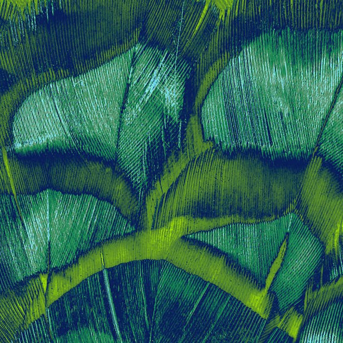 Feathers
