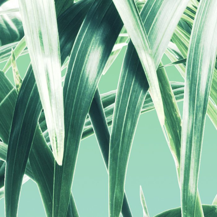 Evergreen