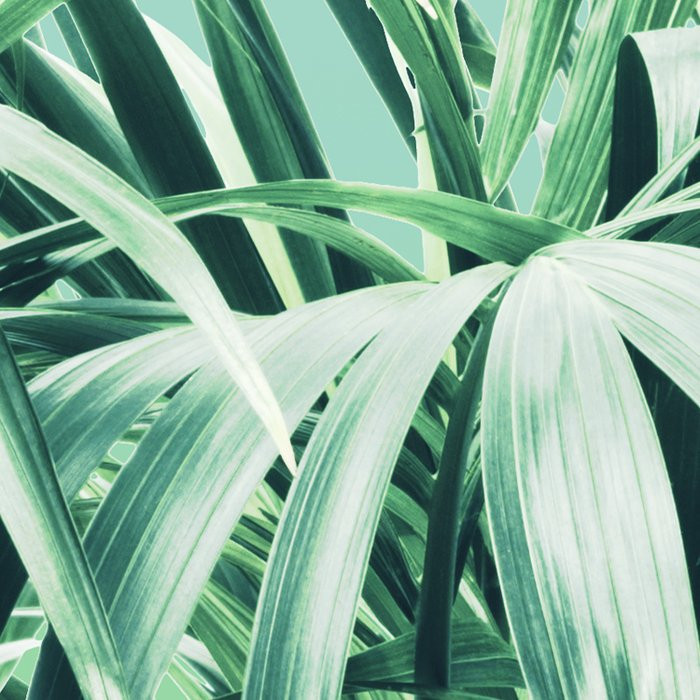Evergreen
