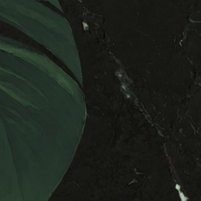 Monstera on Marble