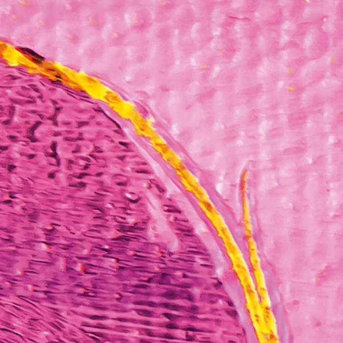 Cells Wrapping