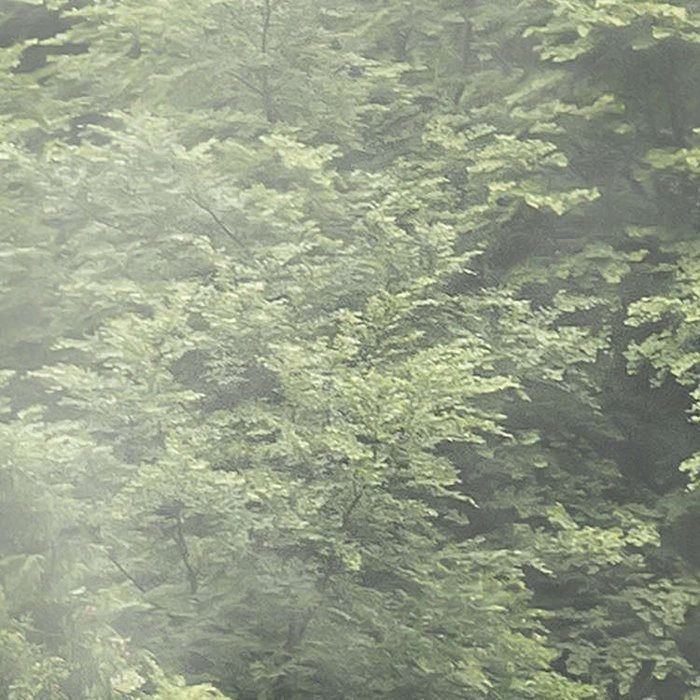 Forest Land