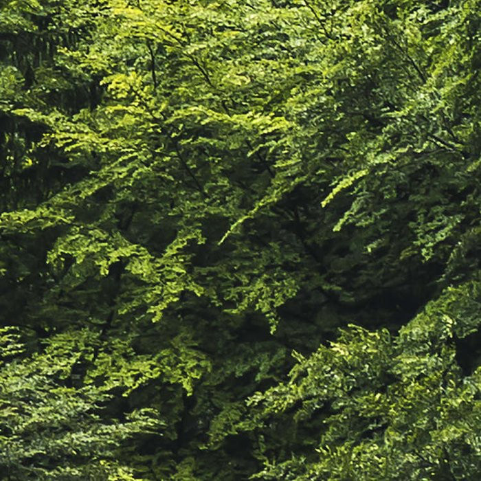 Forest Land