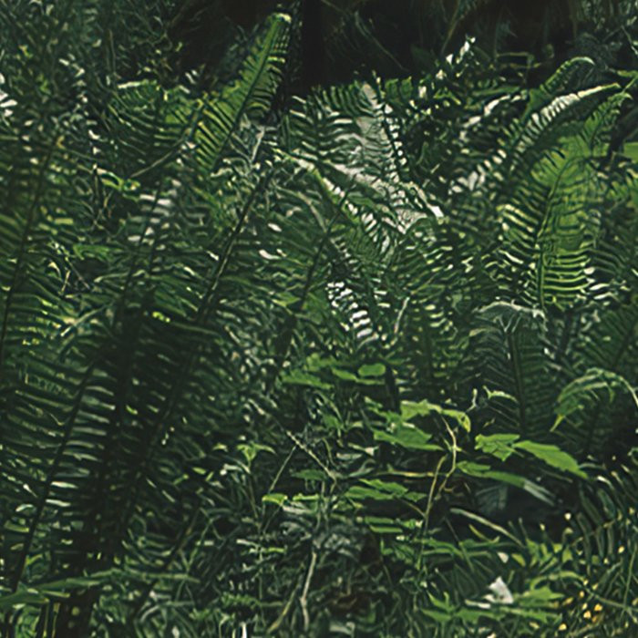 Hall of Mosses