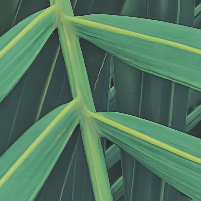 Foggy Fern