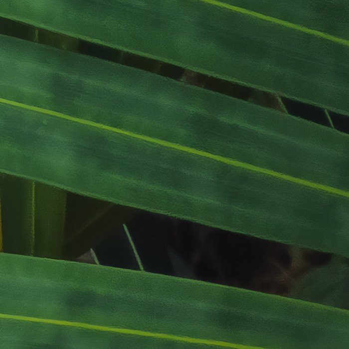 Amazon Fern