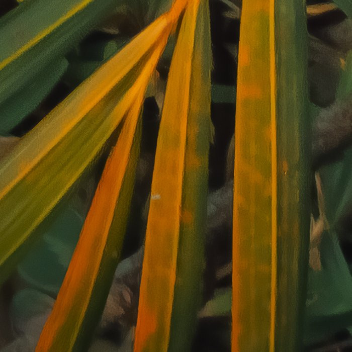 Amazon Fern