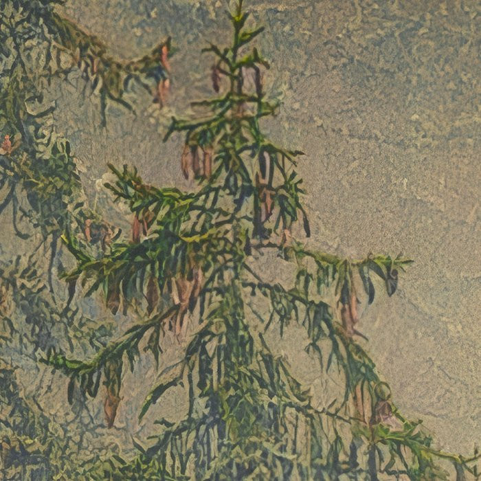 Mystical Firs