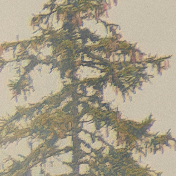 Mystical Firs