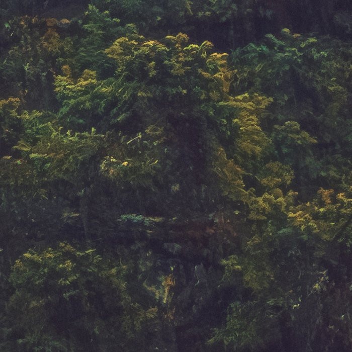 Foggy Firs