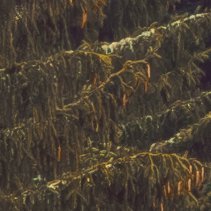 Foggy Firs