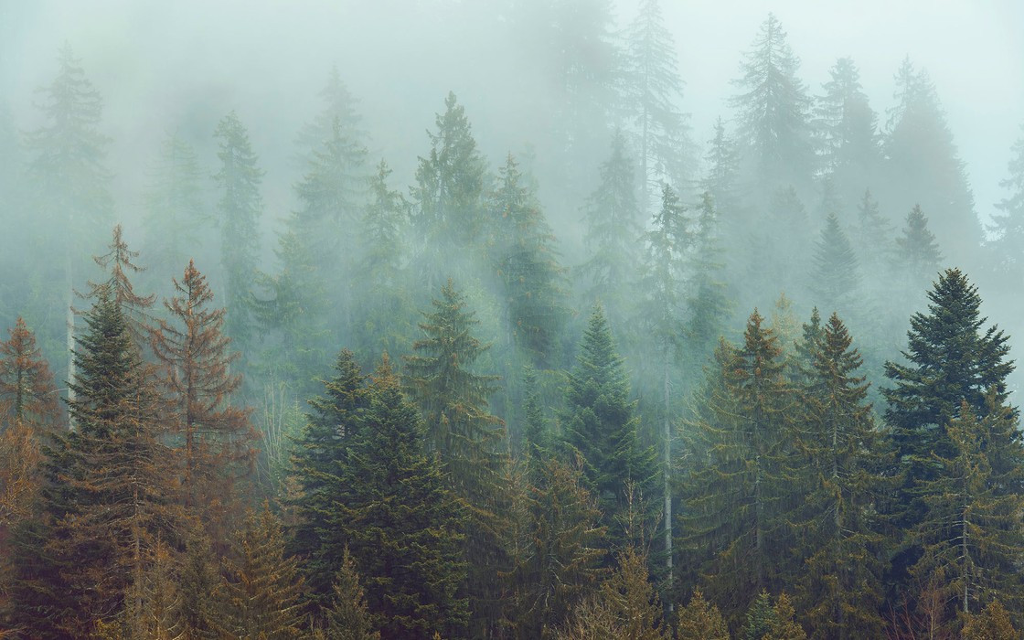 Foggy Firs