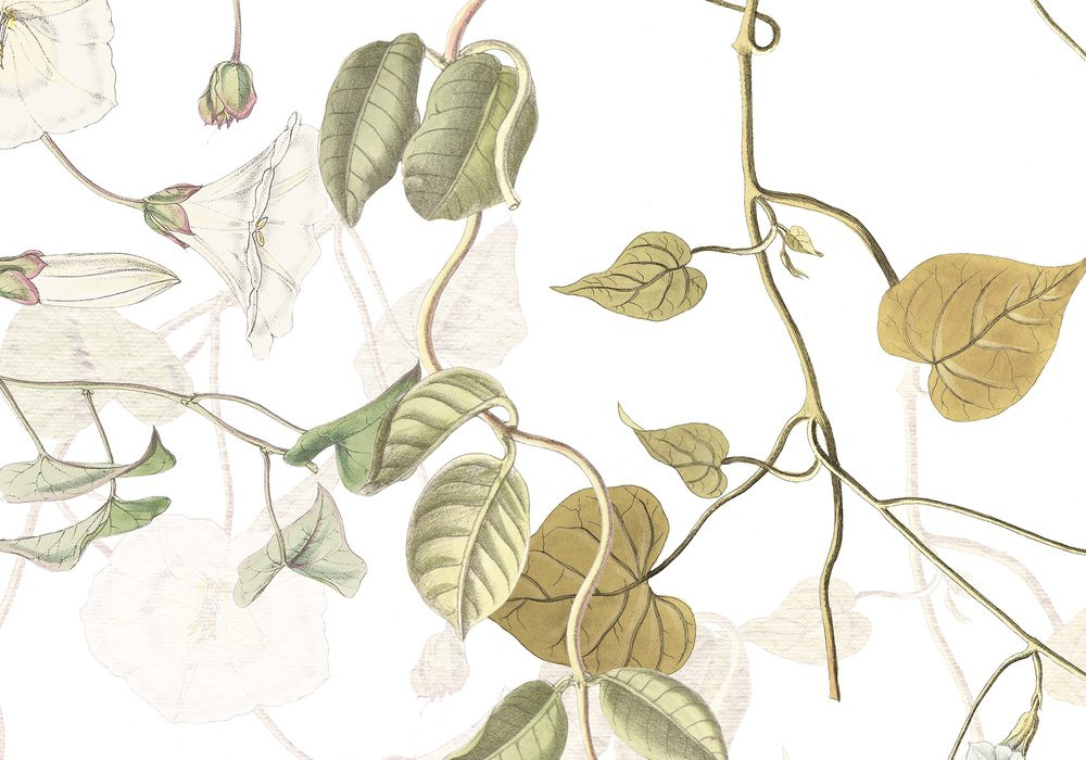 Hedera