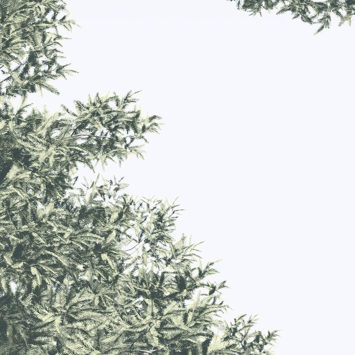 Pines
