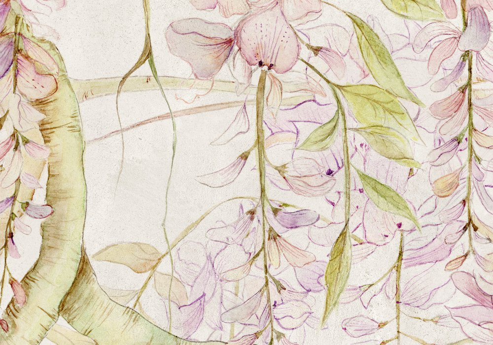 Wisteria