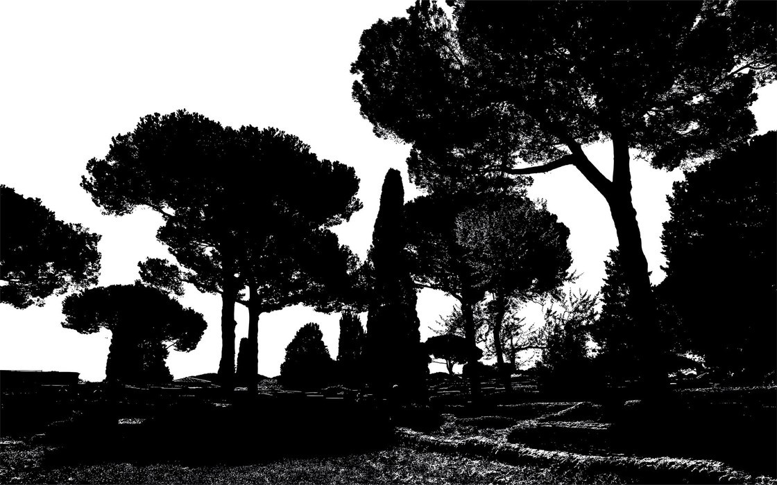 Pine Trees black-white
